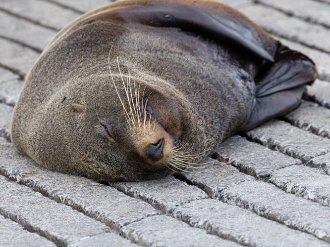 seal_featured