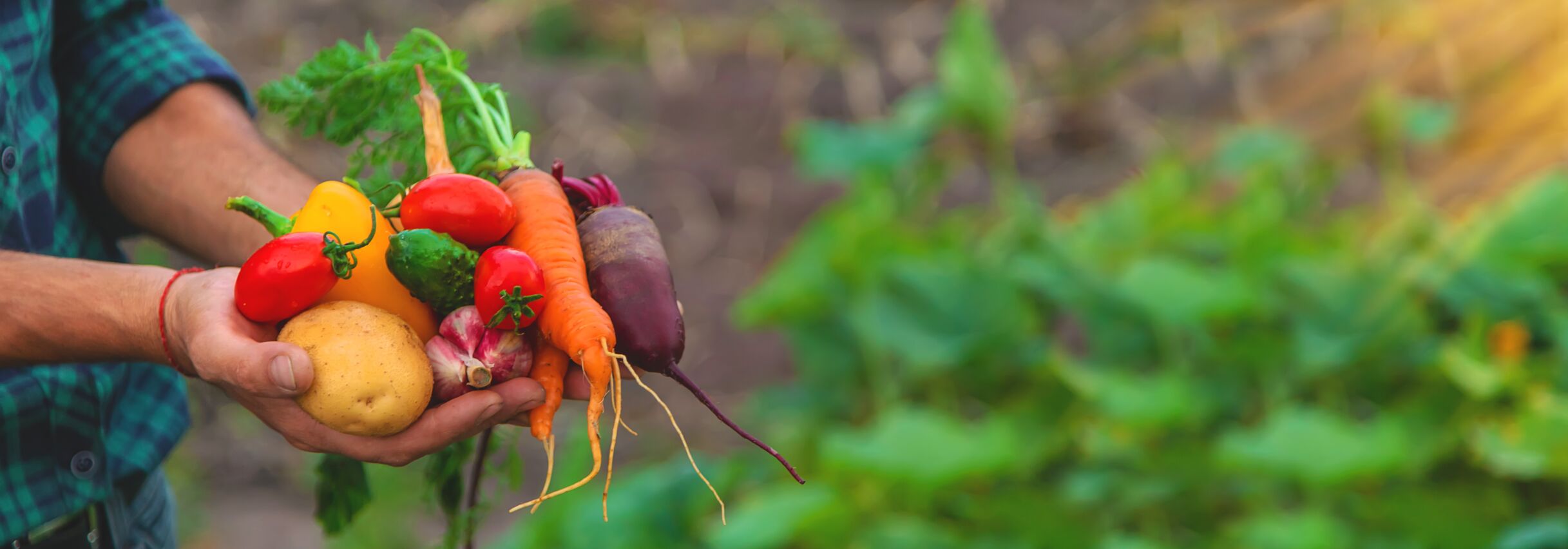 A man with a harvest of vegetables in the garden. Selective focus.