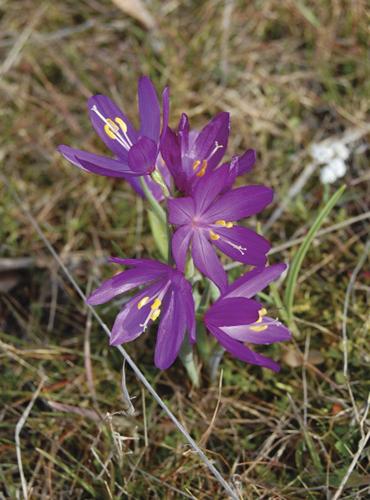Skip's Trailhead: Seek treasure on Catherine Creek trails