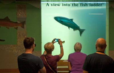 Fall Chinook salmon counts at Bonneville bounce up and down; ocean, Buoy 10 fishing hot