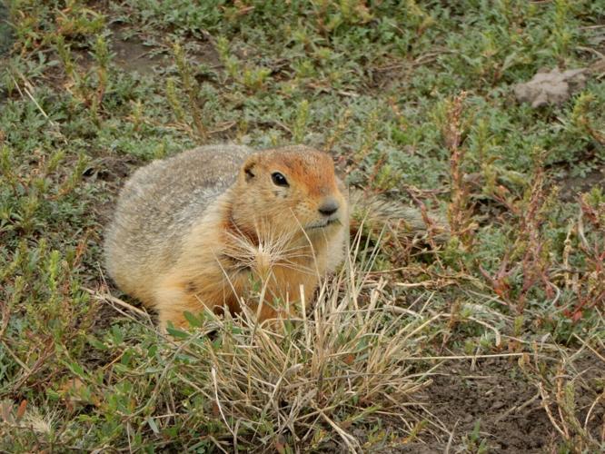 Ancient squirrel droppings reveal “remarkable” details about Arctic’s history