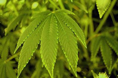 Third indoor marijuana grow facility planned in Odell
