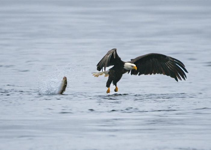 2025-02-17 eagle locks 074-2.jpg