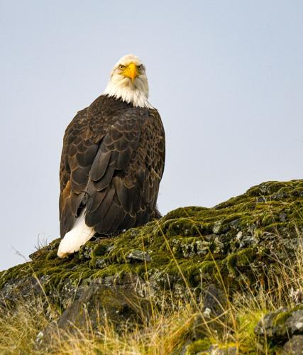 2025-02-17 eagle locks 202-2.jpg