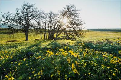 Columbia Land Trust receives Land Trust Bird Conservation Initiative grant