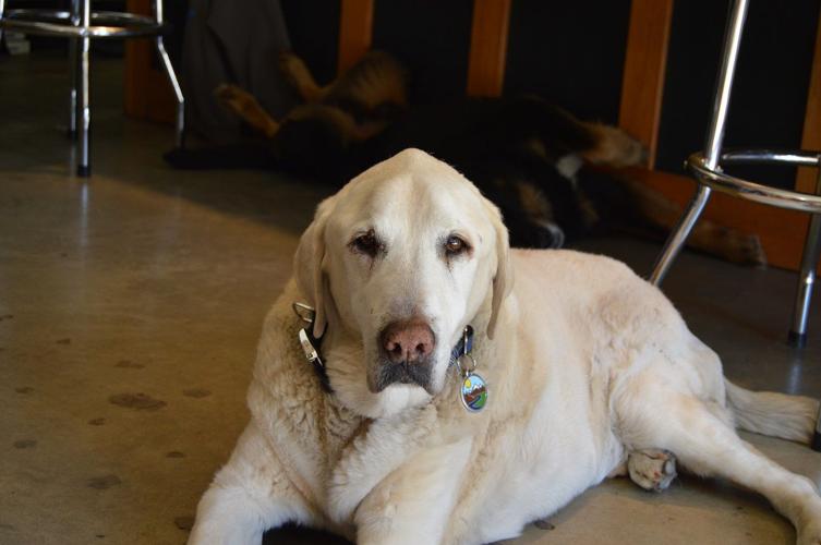 Going to the dogs: Hood River’s dog-friendly vibe doesn’t end at the office