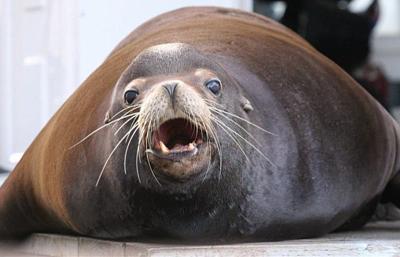 What happened to sea lion ‘Ray?’