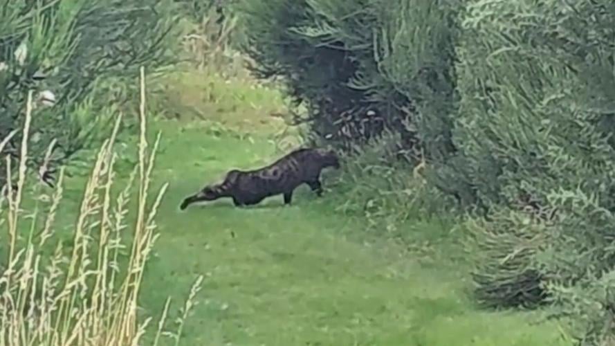 A ‘big cat’ has been captured on camera around a trout fishery – leaving experts confused about what it is.