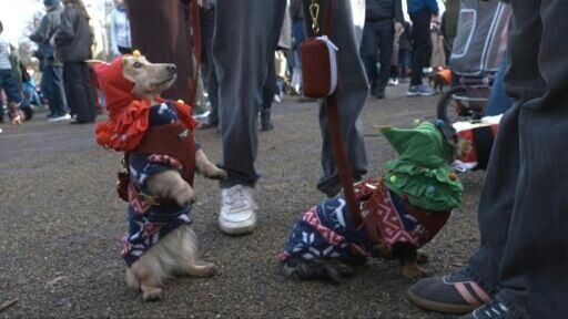 Sausage dogs don festive dress for London parade