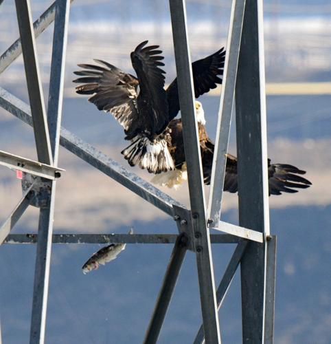 2025-02-17 eagle locks 426-2.jpg