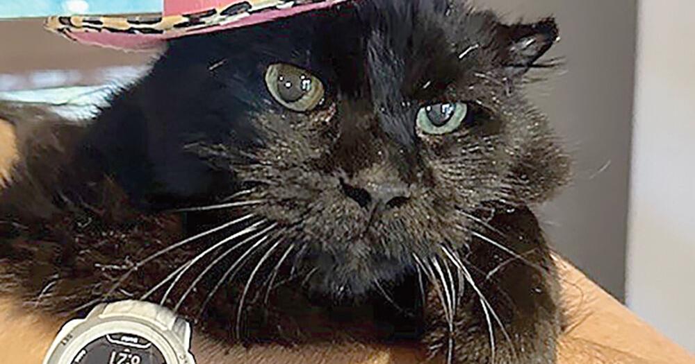 Newsworthy Pets: Local cat announces rodeo career | News ...