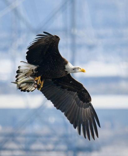 2025-02-17 eagle locks 444-2.jpg