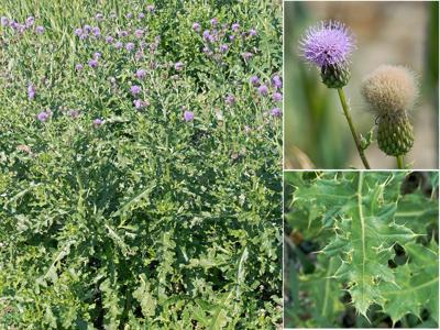 WEED OF THE MONTH canada thistle.jpg