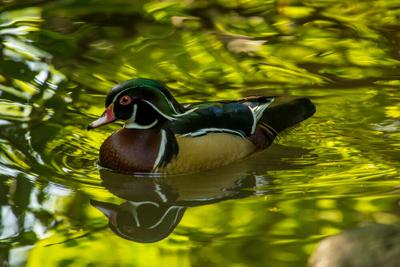 A wood duck paddles through the Oregon Zoo’s Cascade Stream and Pond area