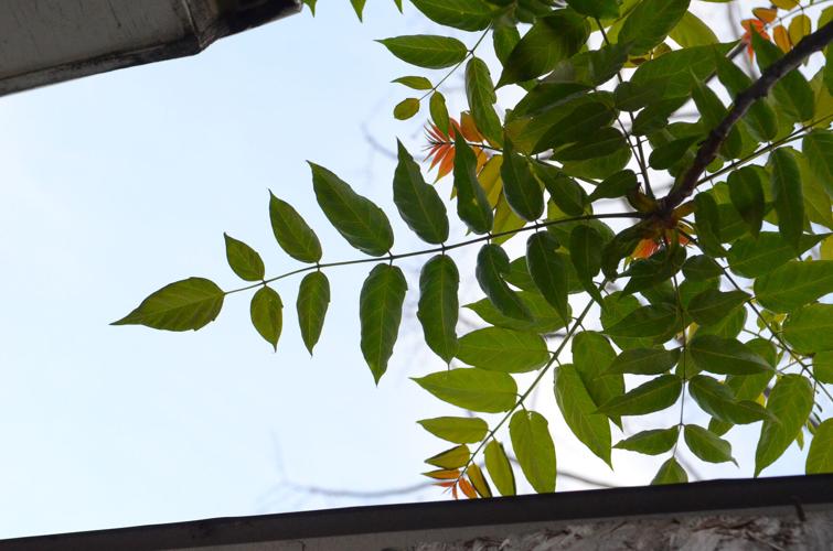 Tree of Heaven