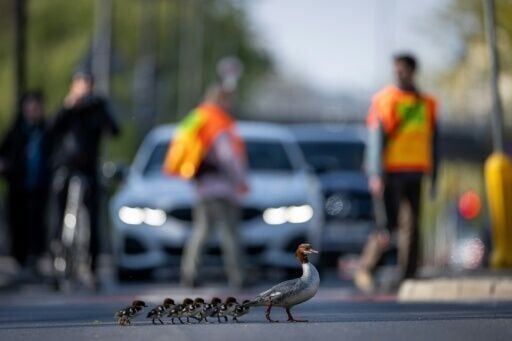 Volunteers in hi-vis vests take on the task of explaining to drivers why the traffic needs to be stopped