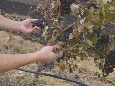 Wishram winery loses vines to Horsethief Butte Fire