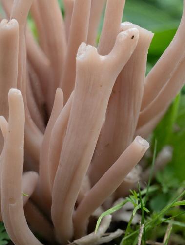 Rare species of pink fungus discovered in UK for first time
