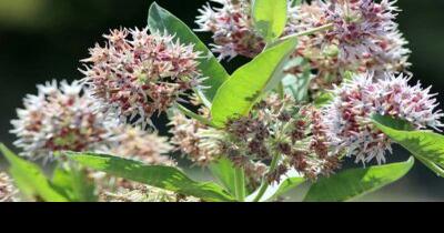 Hood River Soil and Water Conservation District annual Native Plant Sale on now - Vimarsana News
