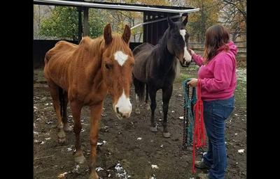 Two emaciated horses rescued