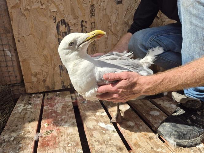 Seagull wedged in car grille for miles after being hit on motorway