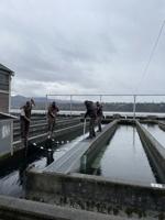 U.S. Fish and Wildlife Service hatcheries release Chinook salmon
