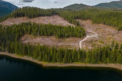 Tongass Clear Cut