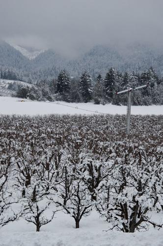 B2 ned mcfeeny pear orchard.JPG