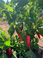 Items needed for FISH garden