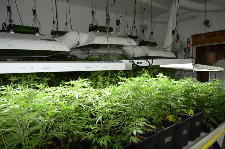 Recreational pot sales easing in statewide Oct. 1