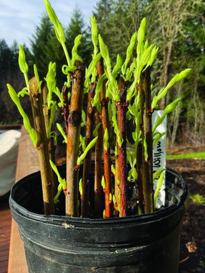 hardwood cuttings-1.jpg