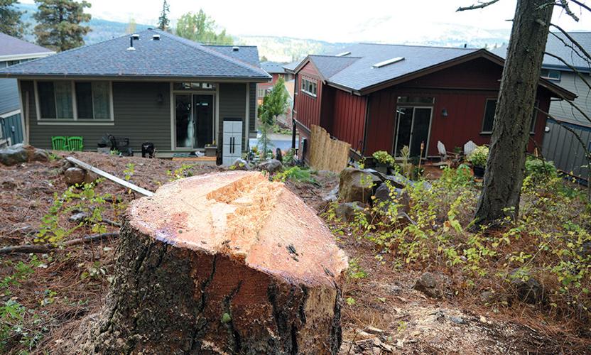 Urban logging: Crews keep busy as beetle-kill trees become neighborhood hazards