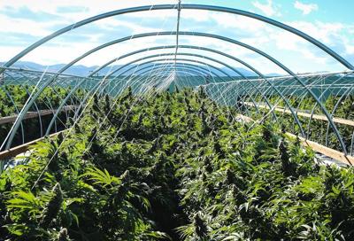 Gorge Commission looking at marijuana laws