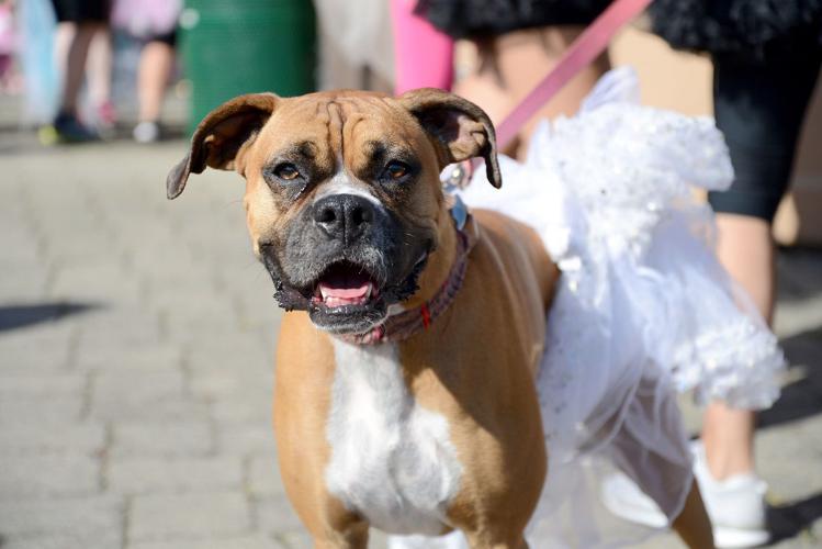 In memory of Hood River’s princess: With the passing of Lila May, Tutu Trot benefits other children with cancer