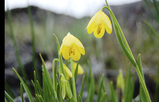 Skip's Trailhead: Seek treasure on Catherine Creek trails