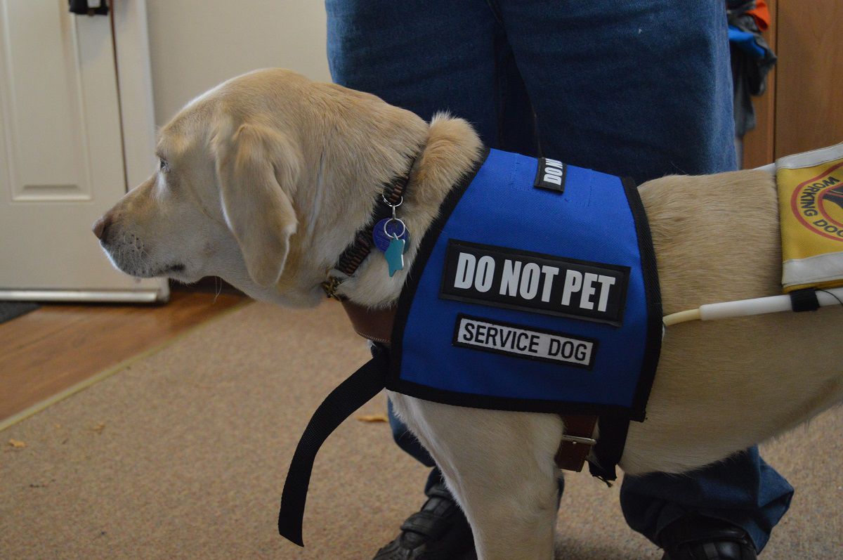 what do guide dogs do