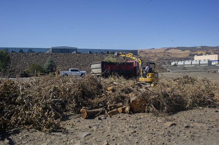 Riverfront trail illegal clear cut