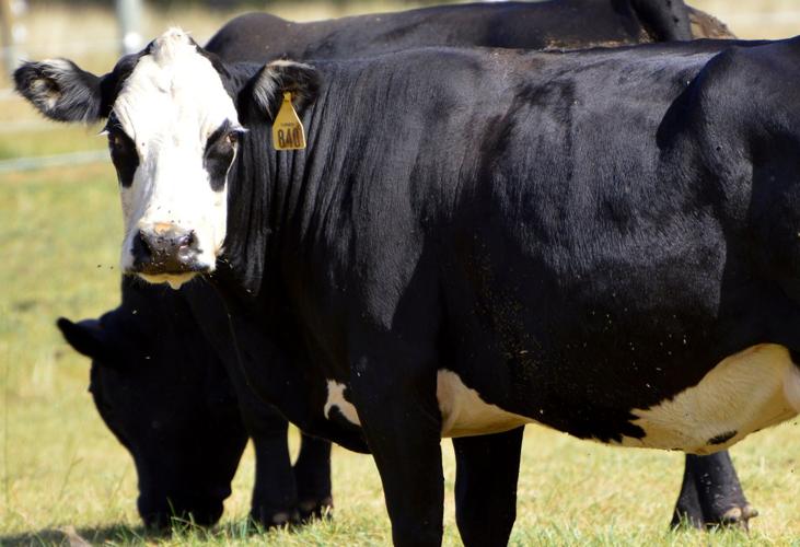 Grassland to Table: Two Gorge-area companies bring naturally raised beef to local plates