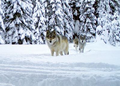 ODFW: No wolves released in HR Co.