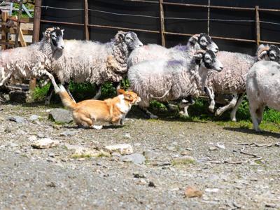 corgi_featured