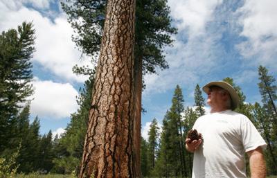 Dollars and fun in pine cones