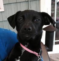 Pet of the Week: Kiwi is all-around ‘doll’
