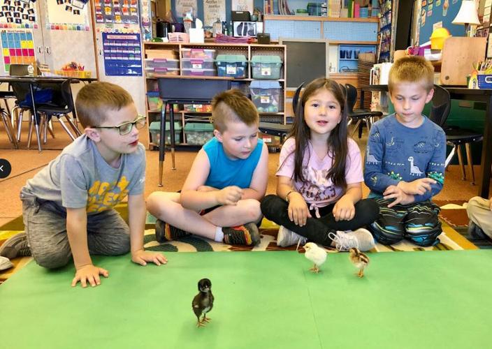 Butterfly + Chicks Young Voices 3.jpg