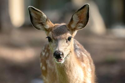 Fawn