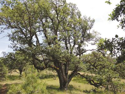 Showing local gem some loving care