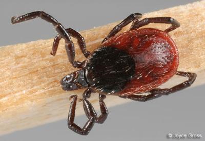 Lyme disease: The tick-ing time bomb