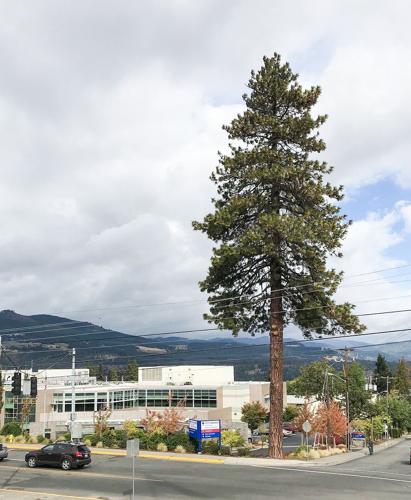 ‘Tree of the Month’ is Ponderosa