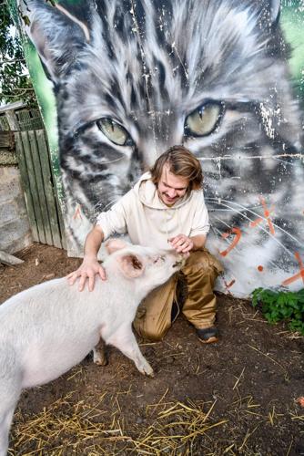 Piglet saved from the chop becomes a real-life Babe
