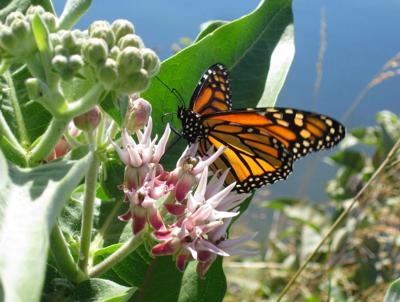 A8 plant sale Milkweed.jpg