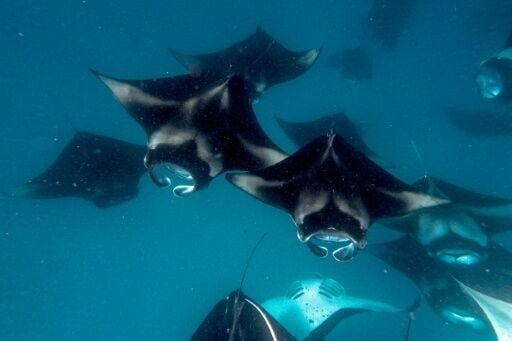 Manta rays are among the species that will have upgraded protections